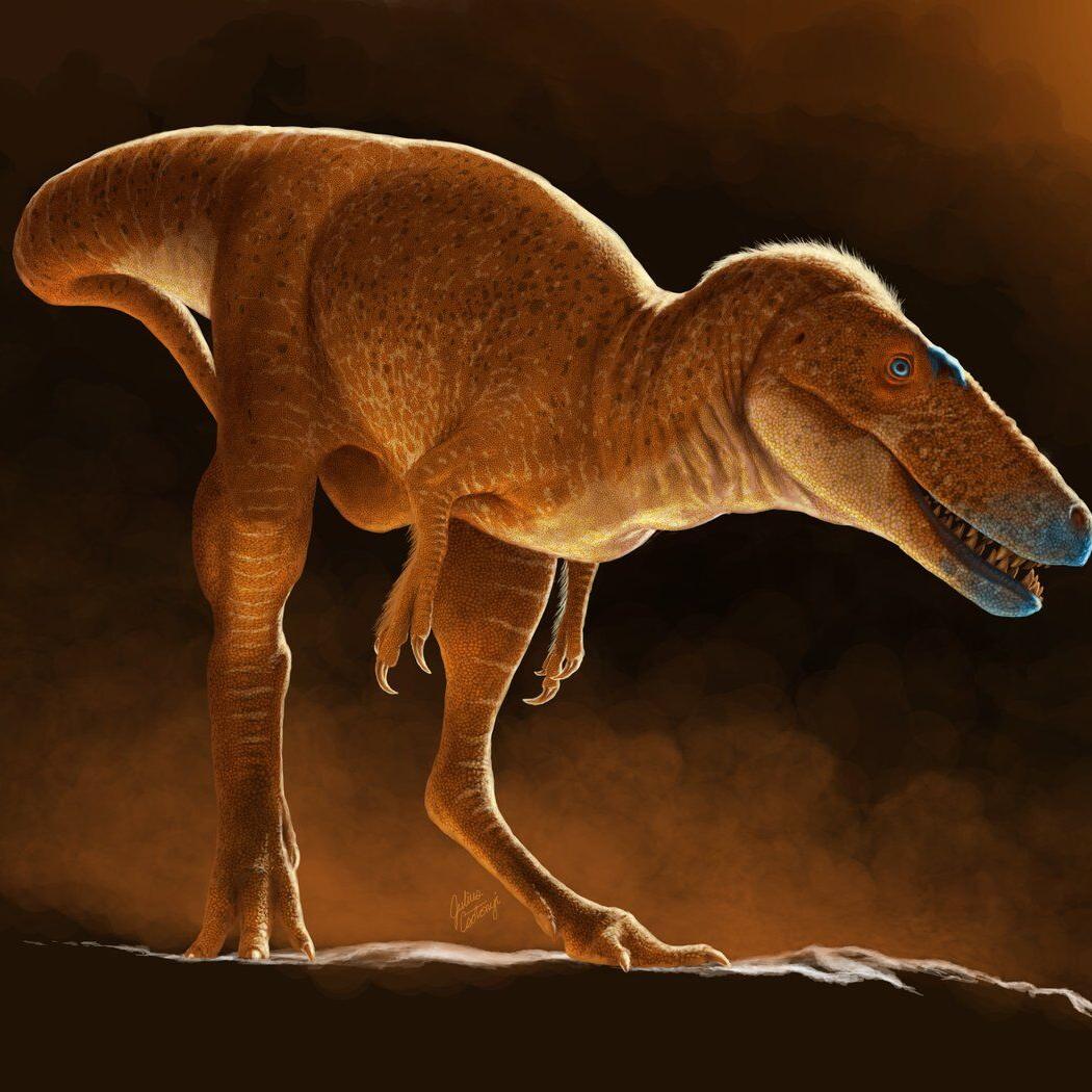 'The missing link': New early tyrannosaur species discovered by Calgary researchers